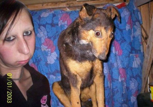 I think this dog has been hypnotized by its owner, what do you think?