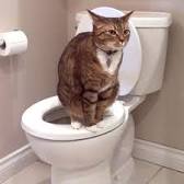 Notice the ears, the cat is trying to concentrate and is agitated by the photographer, notice the lack of eye contact. 