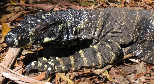 Goanna - Hope they don't pay a visit