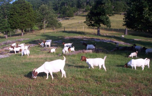 Meat Goats Grazing