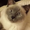 Julie Brigman profile image