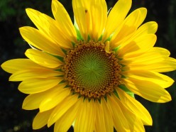 The Stunning Sunflower