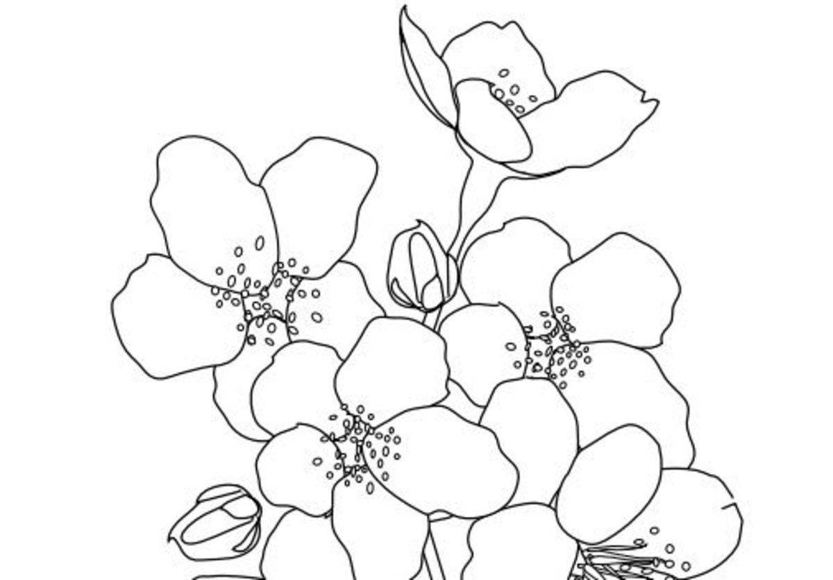 Cherry Blossoms digital stamp or coloring page outlines