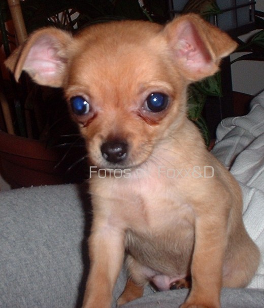 Baby Max