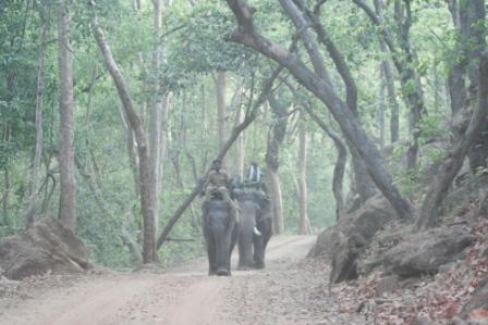 Ride on Elephant Back
