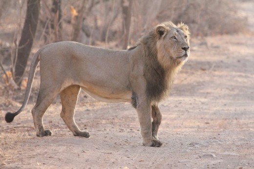 Indian Lion at Gir National Park