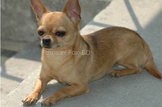 Sir Maximillian Beau 1