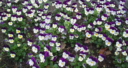 Tri-color Viola