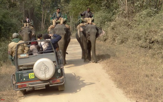Elephant Ride at Kanha National Park