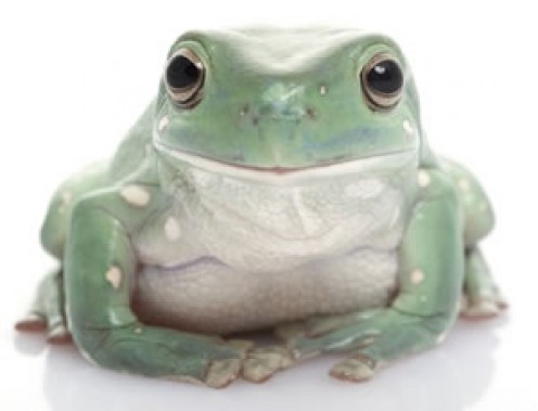 The white's tree frog gets up in size to about 4 inches, and are expected to live up to 21 years. This frog picked up the name dumpy tree frog because it tends to eat too much, and become obese. 
