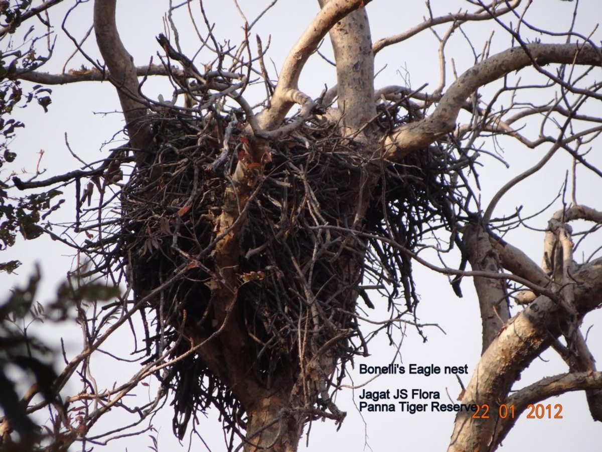 Binelli's Eagle at Nest