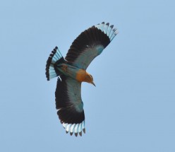 Birding & Wildlife Watching Nauradehi & Rdwls