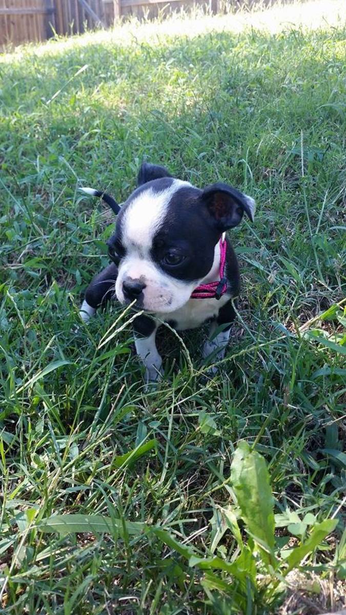 Do Boston Terriers Have Tails? PetHelpful