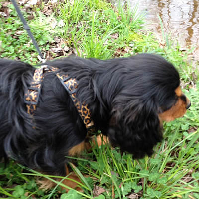 Yellow Dog Design Step-in Harness
