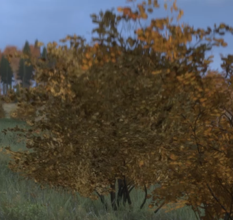 There are many types of bushes and small trees that can be used to make wooden sticks