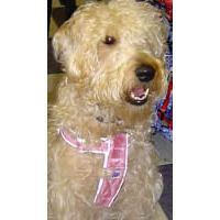 Sophie (Soft-Coated Wheaten Terrier) in her Mutt Gear Harness