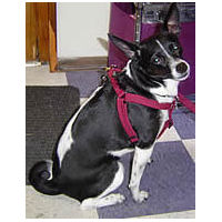 Cookie (mixed breed) in her burgundy Solid Step-in Harness