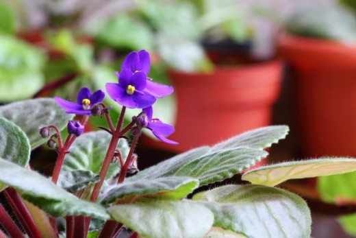 Violets in Pot