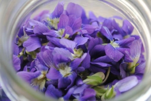 Violets in Jar