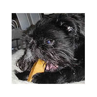 Tango enjoying his Himalayan Chew toy.