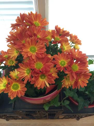 The days may not be so bright and balmy outside, so I took this flower pot home with me to brighten up my house this fall. :)