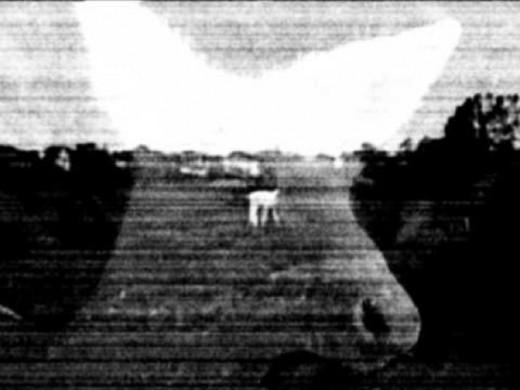 Cervine Birth screenshot