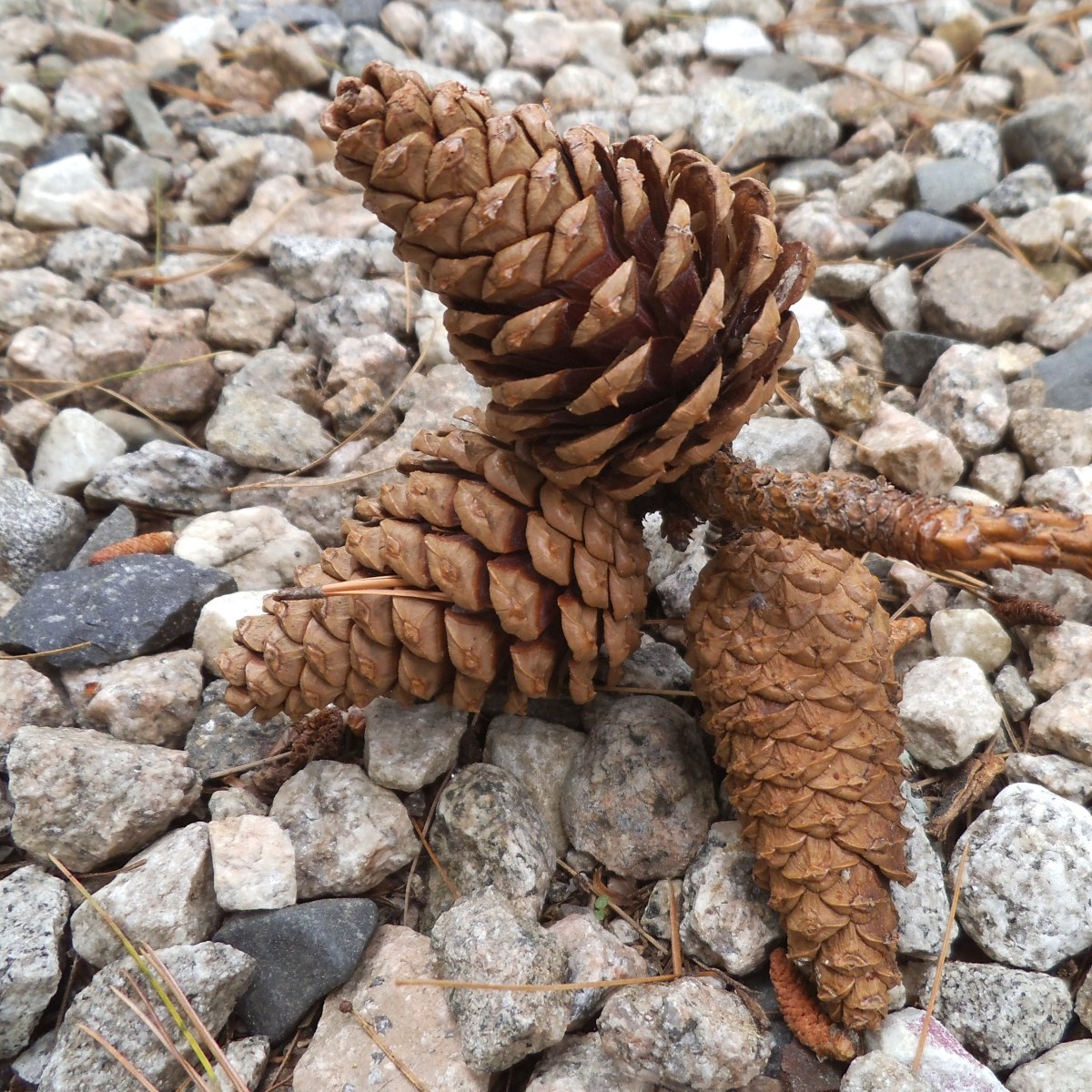 I prefer the pine cones that are more rounded. These are a little too elongated for my taste.