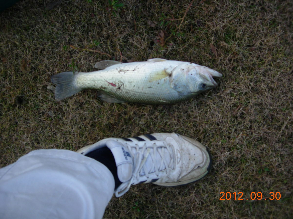 A large mouth bass caught, and released, at Claude Moore Park.