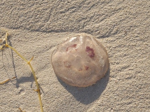 Jellyfish on the beach at Cervantes WA