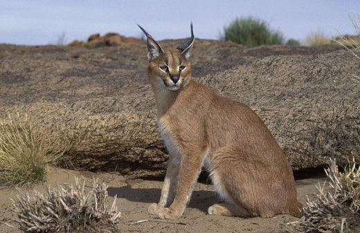 The solitary caracal. The tufts of hair on the top of their ears are distinctive. The word caracal comes from the Turkish "kara kulak"  for black ear.