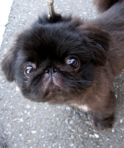 Pekingese 