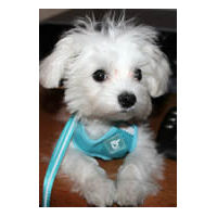 Baxter in the EasyGo Harness