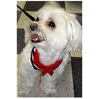 Toto in the EasyGo Sailor Harness