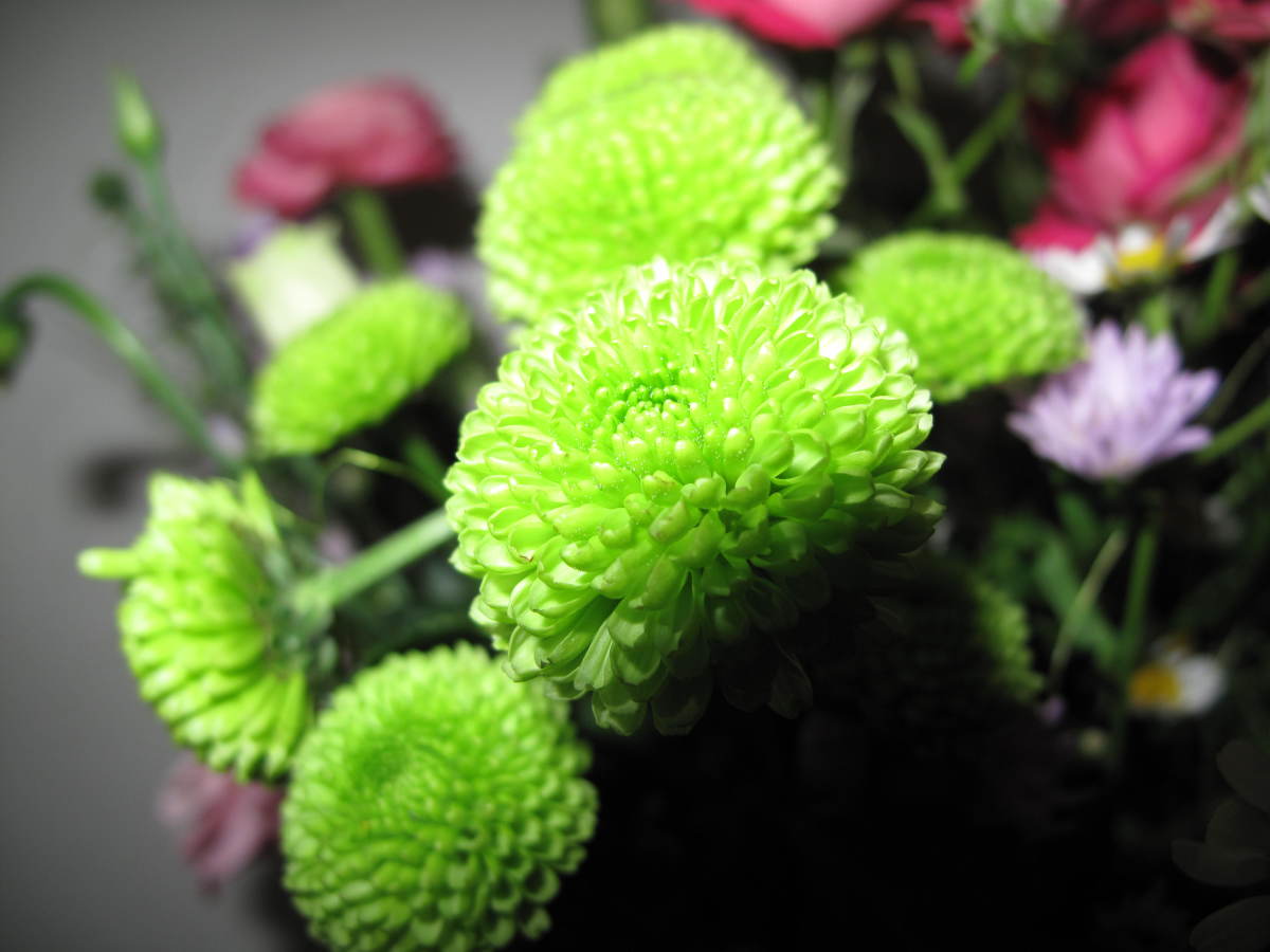Green Flowers for Gardens and Arrangements | Dengarden