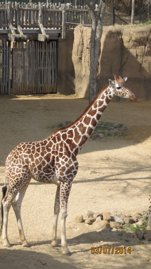 A tall, lanky, hungry giraffe