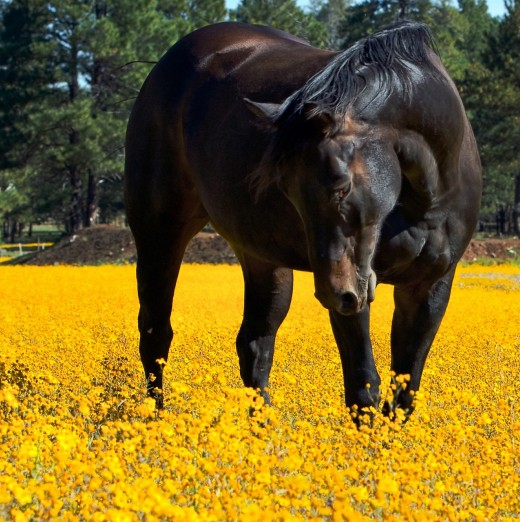 When a horse grazes in the field they use their monocular vision.