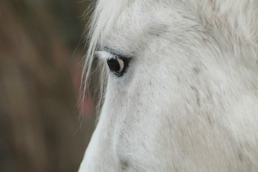 Horses have a wide field of vision 