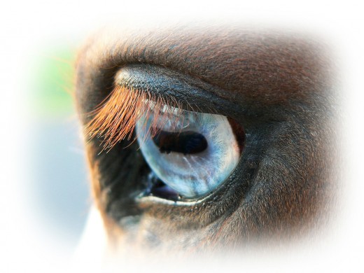 Eye color does not affect vision of horses