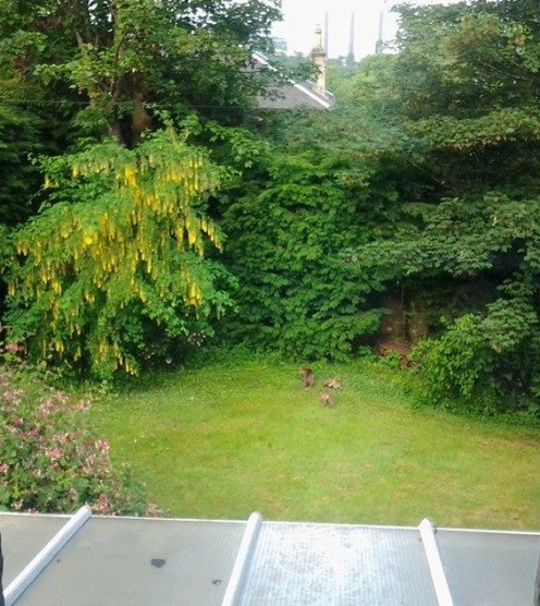 Summer plans for a new garden