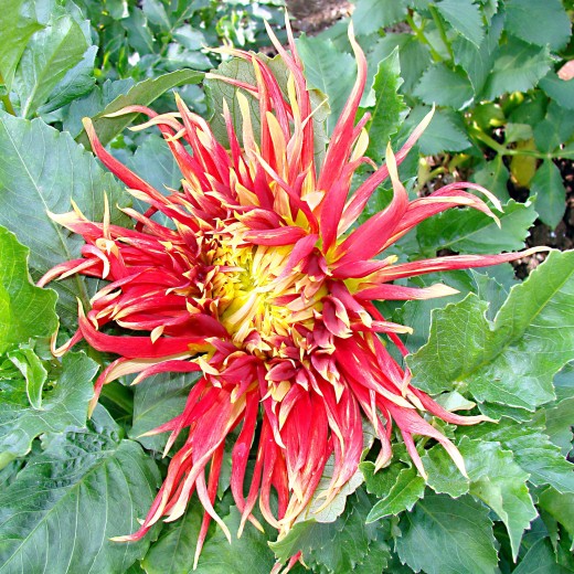 Chrysanthemums, Pyrethrin, and Getting Rid of Head Lice RemedyGrove