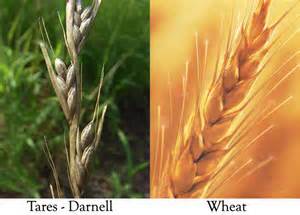 This photo is about the Tares and the wheat that relates to my article.