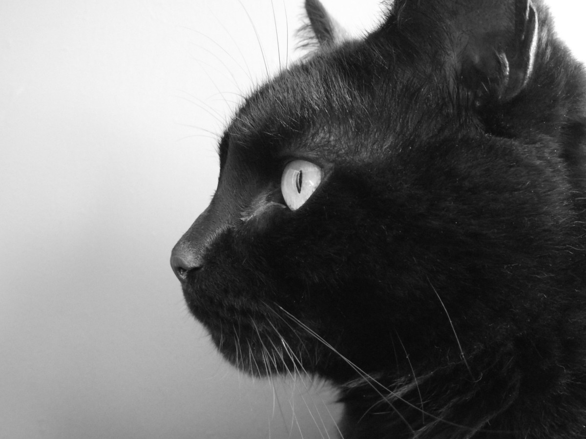 Lore, Legends, and Superstitions About Black Cats | Exemplore