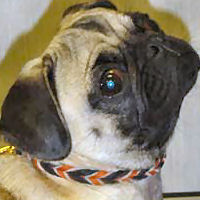 Braided Leather Collar