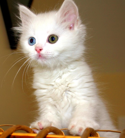 A Turkish Van cat. A Turkish Van cat.