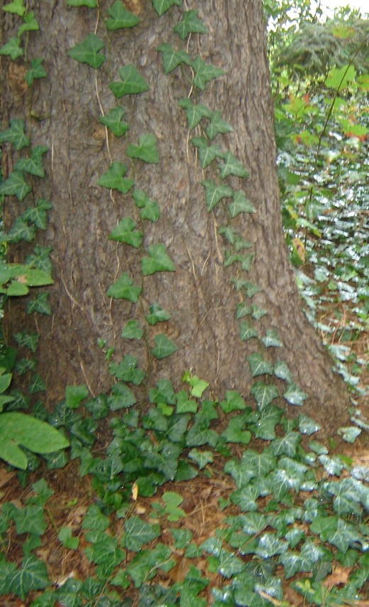 Old home place, ivy covered tree