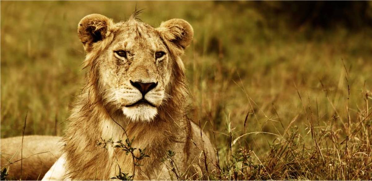 90 Lion Names Meanings Pethelpful - wild lion i knows its bad its first videowild africaroblox