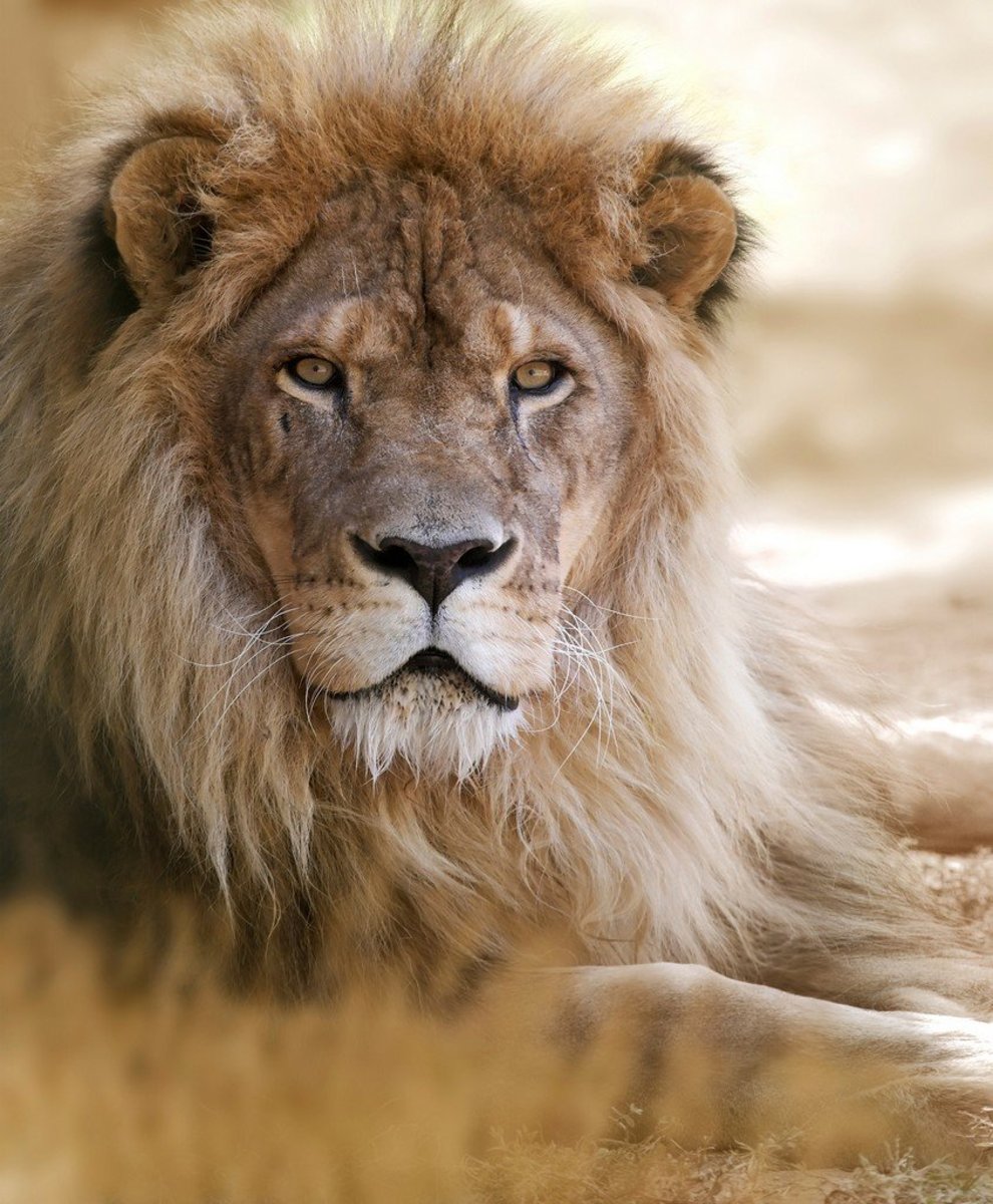 90 Lion Names Meanings Pethelpful