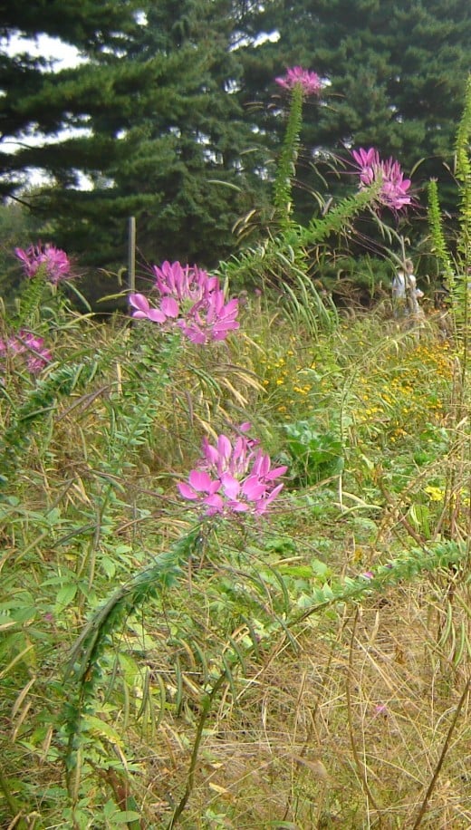 Old home place, pink flowers on long, bending stalks