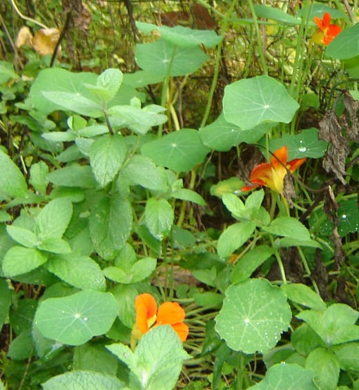 Old home place, nasturtiums in the grass
