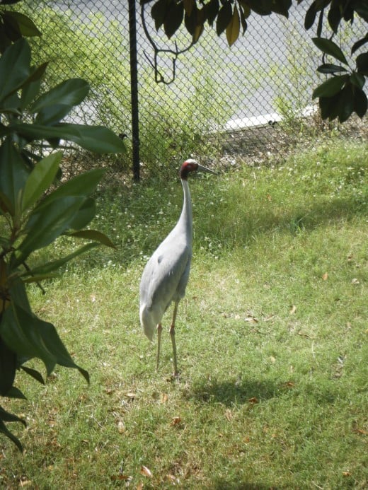 One of the many species of bird found on the Asia trail